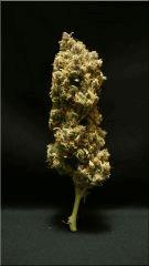 Flo 77 Cut C99 Bud A