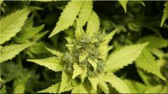 Flo 70  Sativa Des rois A