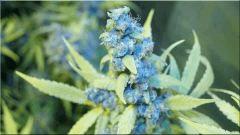 Flo 70  Tangie A