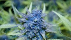 Flo 70  Bubblegum A