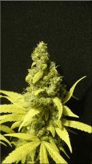Flo 70  Tangie