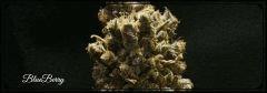Flo 77 Cut Blueberry Bud C