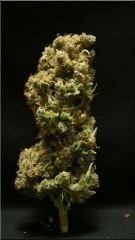 Flo 77 Cut C99 Bud B