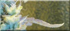 Flo 50 sativa Des rois Bud zoom