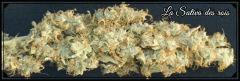 Flo +84  Cut La Sativa Des rois Bud C