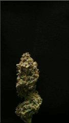 Flo 77 Cut Blueberry Bud B
