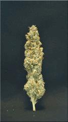 Flo +84  Cut La Tangie Bud A