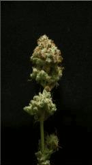 Flo 77 Cut Bubblegum Bud B