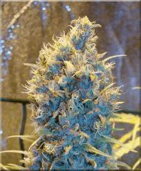 Flo 60 C99 Bud D