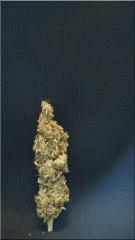 Flo +84  Cut La Sativa Des rois Bud B