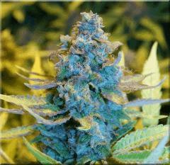 Flo 60 bubblegum Bud D