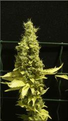 Flo 70  Sativa Des rois