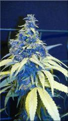 Flo 70  Congo B