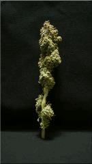 Flo 77 Cut Bubblegum Bud A