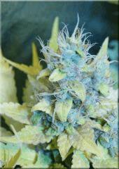 Flo 60 sativa Des rois Bud D