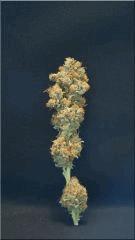 Flo +84  Cut l'Hawaiian wave Bud B