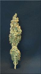 Flo +84  Cut La Tangie Bud B