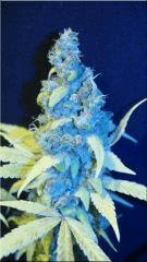 Flo 70  Tangie B