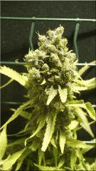 Flo 70  Blueberry