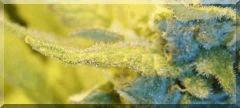 Flo 50 douce nuit Bud zoom