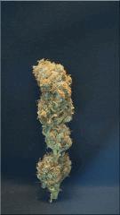 Flo +84  Cut l'Hawaiian wave Bud A