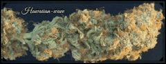 Flo +84  Cut l'Hawaiian wave Bud C