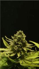 Flo 70  Bubblegum