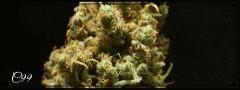 Flo 77 Cut C99 Bud C