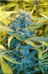 Flo 60 douce nuit Bud D