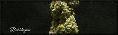 Flo 77 Cut Bubblegum Bud C