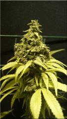 Flo 70  Congo