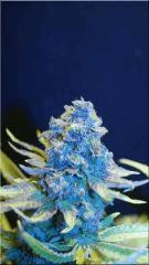 Flo 70  Bubblegum B