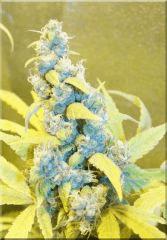 Flo 60 tangie Bud D