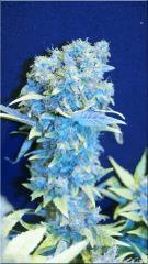 Flo 70  Hawaian wave B