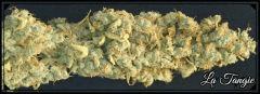 Flo +84  Cut La Tangie Bud C