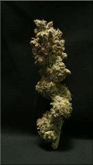 Flo 77 Cut Blueberry Bud A