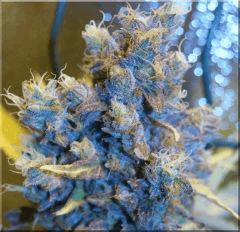 Flo 60 blueberry Bud D