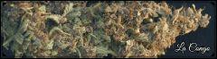 Flo +84  Cut La Congo Bud C