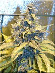 Flo 60 congo Bud D