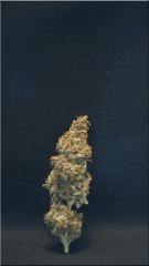 Flo +84  Cut La Congo Bud B