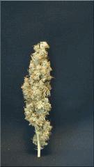 Flo +84  Cut La Sativa Des rois Bud A