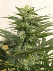 skunk1.1