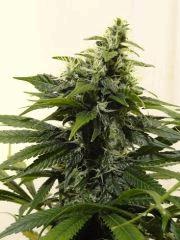 Skunk triso1.2