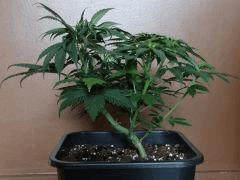 skunk Pro