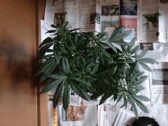 skunk triso