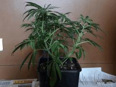skunk triso pro1
