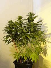 skunk