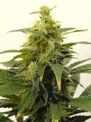 Skunk 1.1