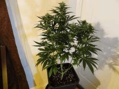 skunk