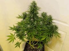 Gokunk1.5